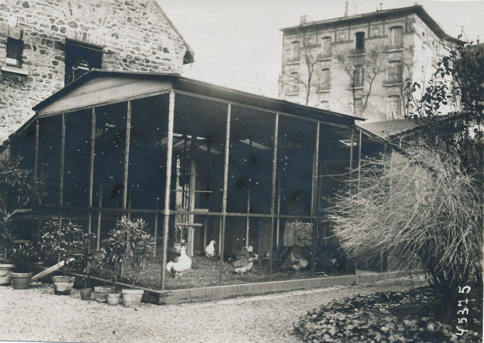 Institut Pasteur 2 photo photographies poules et moutons expérience animaux