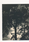 photo Paysage contre jour arbre forêt ciel noir argentique époque v. 1940