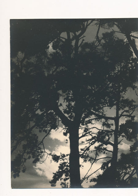photo Paysage contre jour arbre forêt ciel noir argentique époque v. 1940