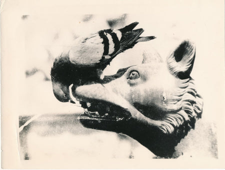 pigeon fontaine chien sculpture photo photographie Plaza del Campo Sienne Italie