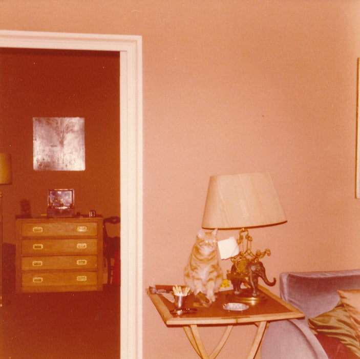 snapshot couleur chat lampe intérieur argentique amateur Photo