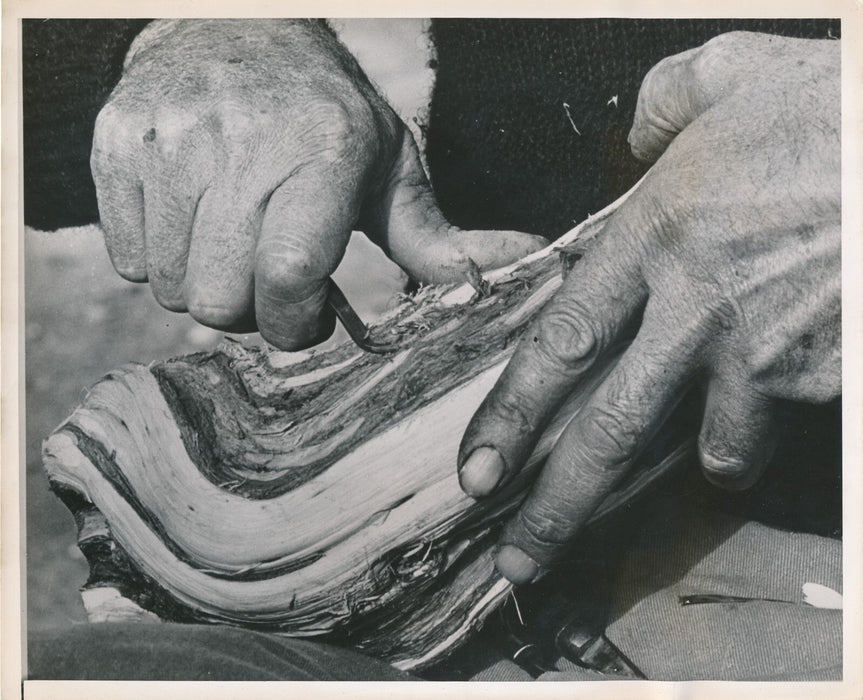 GARSTANG HODGSON 5 photos photographie époque bois sculpture Alberta