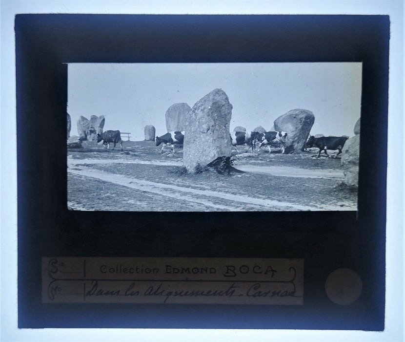 Tremorvezen Carnac Trégastel Perros-Guirec animaux 9 positif verre photo