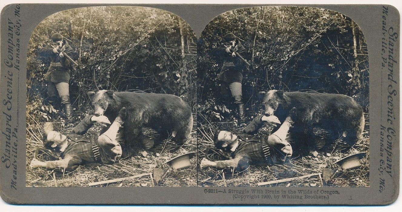 struggle with bruin Whiting Brothers photo photographie ours stéréo