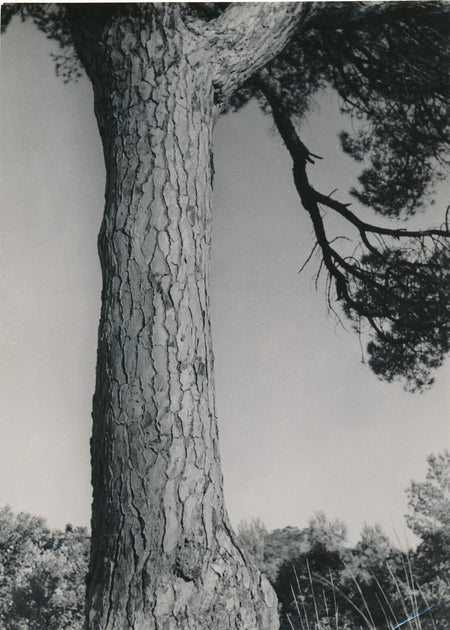 Arbre Pierre Auradon photo photographie époque cachet tronc écorce