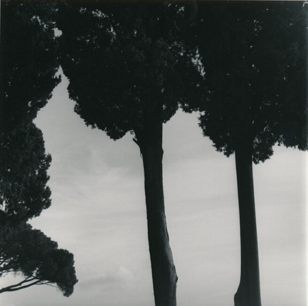 Arbres Philippe Reverdot photo photographie époque cachet au dos