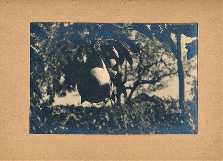 Poire 1930-1940 Tirage argentique époque photo photographie nature morte