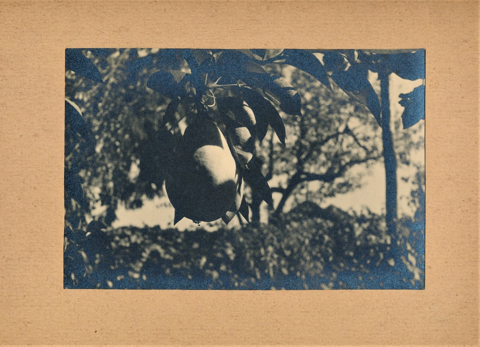 Poire 1930-1940 Tirage argentique époque photo photographie nature morte