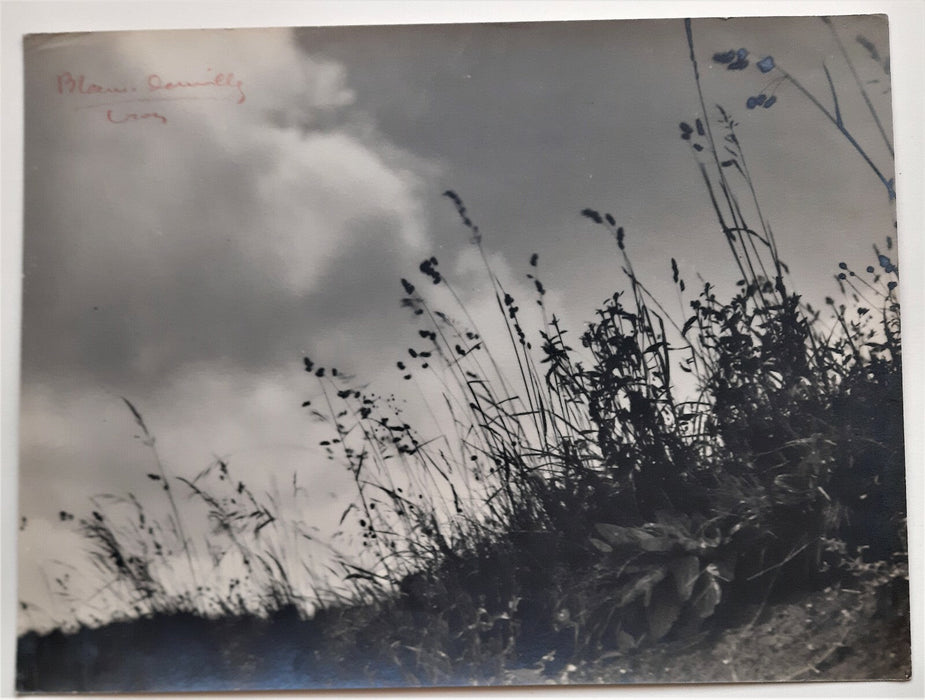 Blanc Demilly étude nature herbes vent photo photographie signée argentique