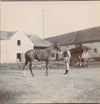 Cheval Auffay Seine Maritime haras box 10 photo photographies tirage citrate