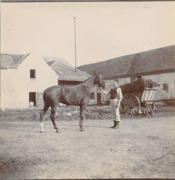 Cheval Auffay Seine Maritime haras box 10 photo photographies tirage citrate