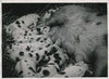 Truie cochon avec ses petits argentique époque Meurisse 1933 photographie