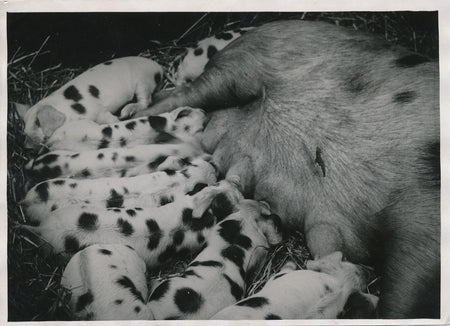 Truie cochon avec ses petits argentique époque Meurisse 1933 photographie