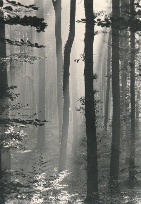 Suite de 4 photographies de sous-bois forêt nature photo photographie