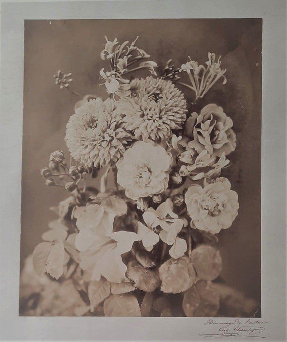 Composition florale Eugène Chauvigné albumine albumen photo photographie signée