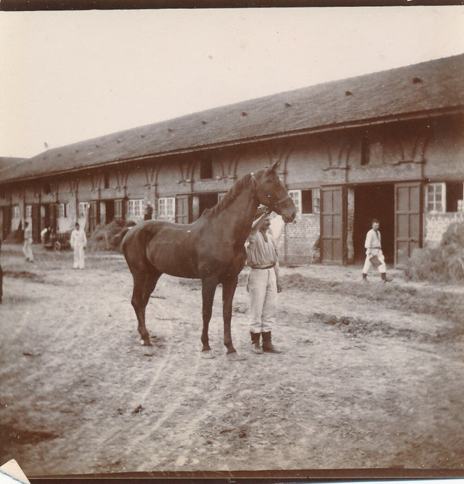 Cheval Auffay Seine Maritime haras box 10 photo photographies tirage citrate