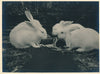 Lapin 2 photographies argentiques d'époque sur papier épais