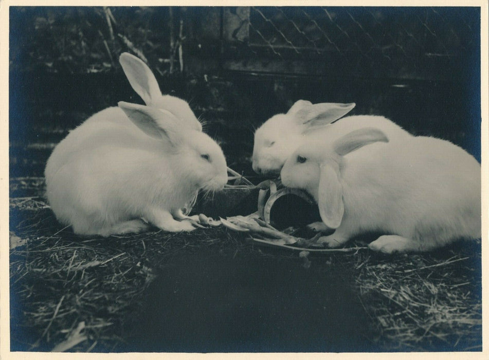 Lapin 2 photographies argentiques d'époque sur papier épais