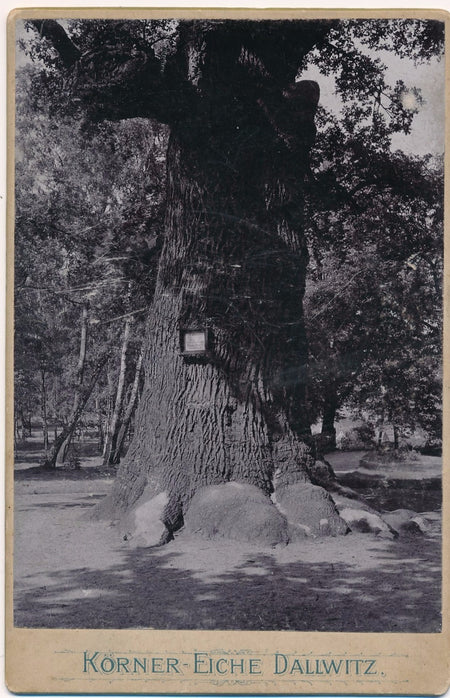 chêne Körner Dalovice photo tchèque argentique vers 1900 arbre remarquable