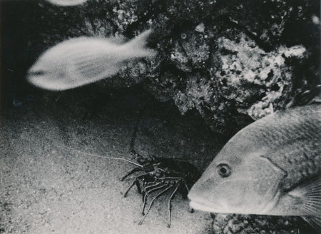 Poissons îles Cap-Vert tirage argentique v. 1950 photo photographie Gradeau