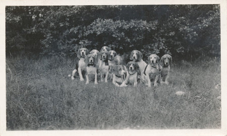 snapshot chiens groupe amateur famille argentique animaux Photo