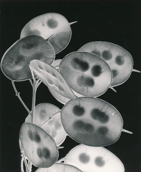 plante fleur Monnaie pape grossissement photo photographie Robert-Henri NOAILLES