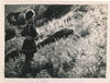 Laponie 3 photo photographie époque avec négatifs visage enfant