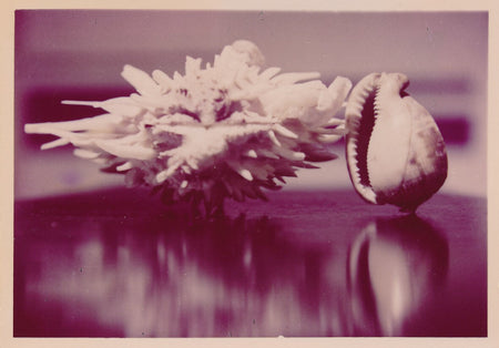 Snapshot Nature morte coquillage argentique photo photographie