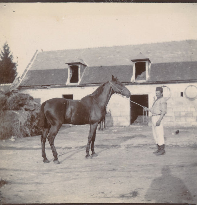 Cheval Auffay Seine Maritime haras box 10 photo photographies tirage citrate