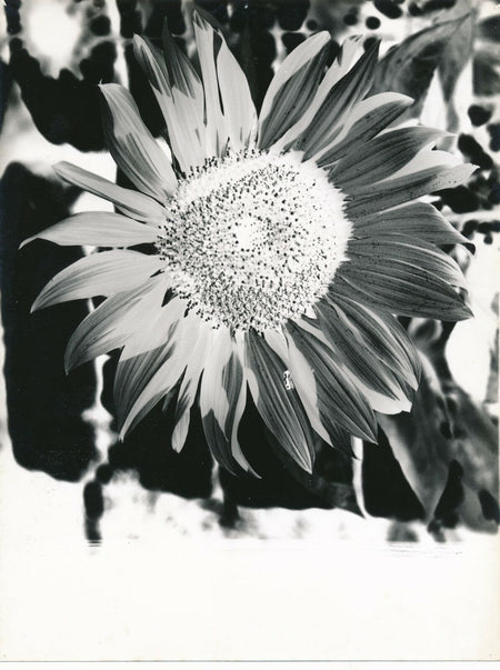 Pistil pétale fleur photo photographie vers 1950 fleurs