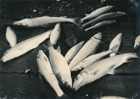 Nature morte aux poissons photo photographie snapshot