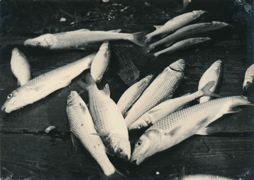 Nature morte aux poissons photo photographie snapshot