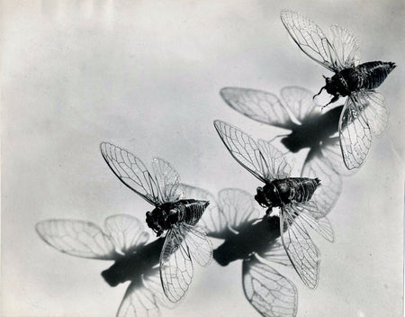 Pierre Auradon tirage argentique époque cigales photo photographie