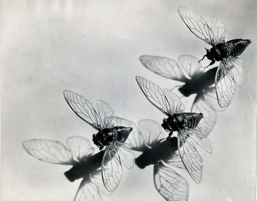 Pierre Auradon tirage argentique époque cigales photo photographie