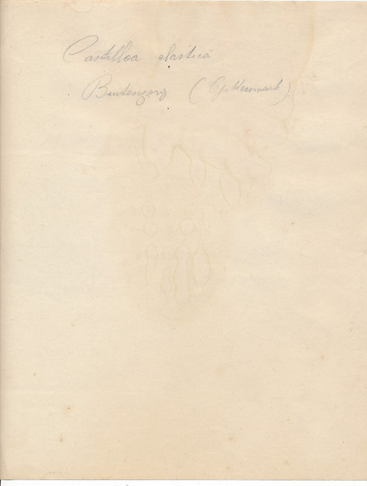 Photo Nature morte plante Castilloa Elastica tirage argentique époque