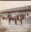 Cheval Auffay Seine Maritime haras box 10 photo photographies tirage citrate