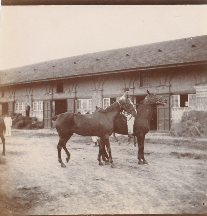 Cheval Auffay Seine Maritime haras box 10 photo photographies tirage citrate