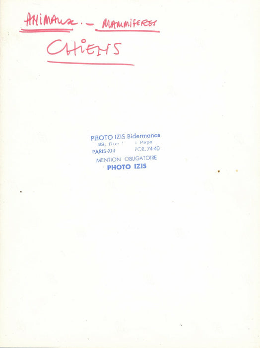 IZIS Israëlis Bidermanas photographe le chien au bonnet de nuit cirque photo