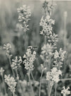 6 photographies argentiques fleur années 1950 pétale nature photo