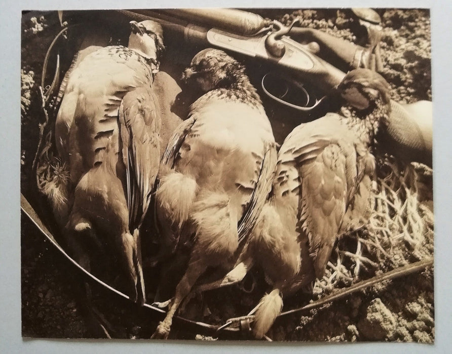 Photo Nature morte chasse oiseaux fusil tirage argentique époque