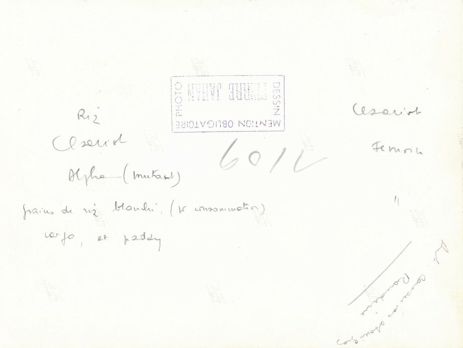 Pierre Jahan étude grains riz photo photographie époque v. 1950 nature morte