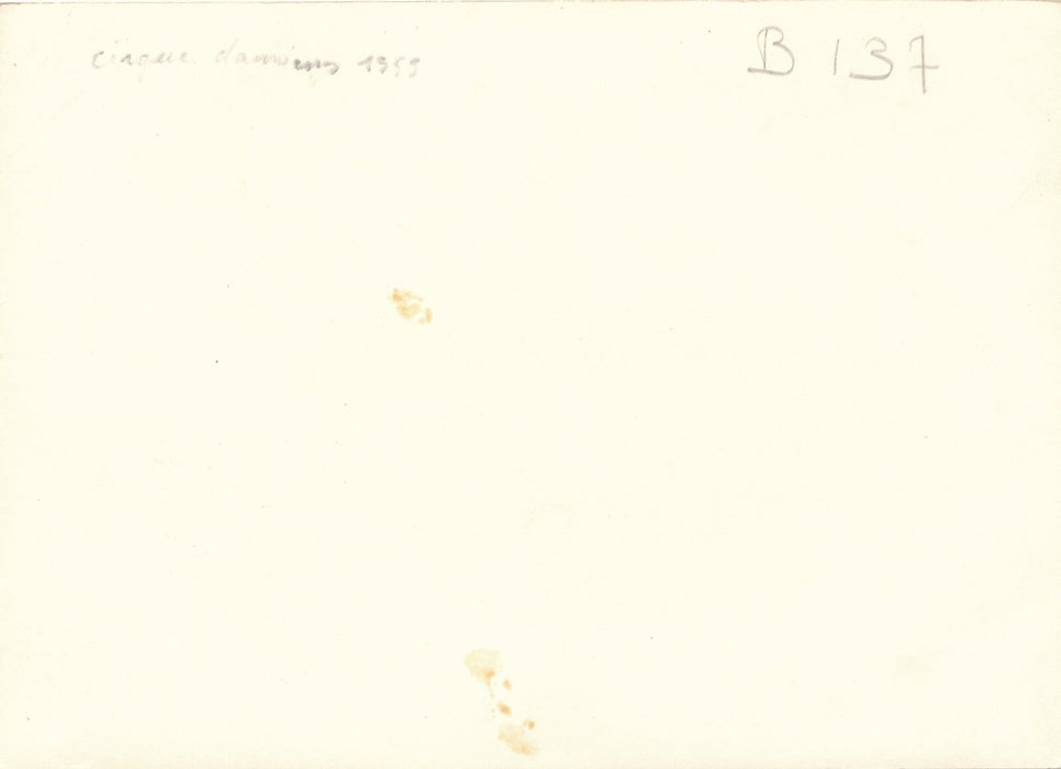 Cirque Amiens, 1955 chevaux photo photographie époque