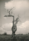 arbre 3 variations photo photographie v. 1960 nature paysage
