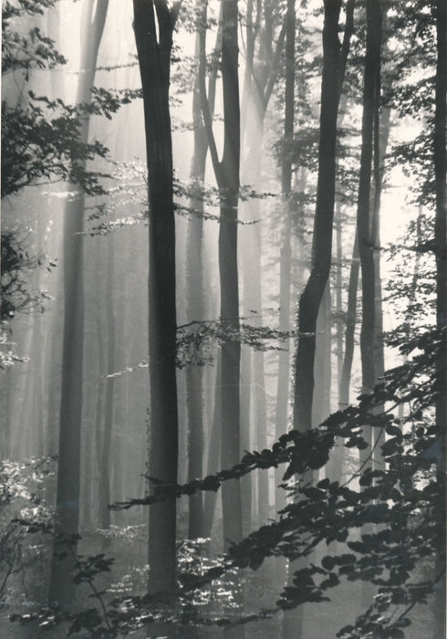 Suite de 4 photographies de sous-bois forêt nature photo photographie