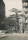 cèdre Liban Neuilly sur Seine photo photographie v. 1930 arbre