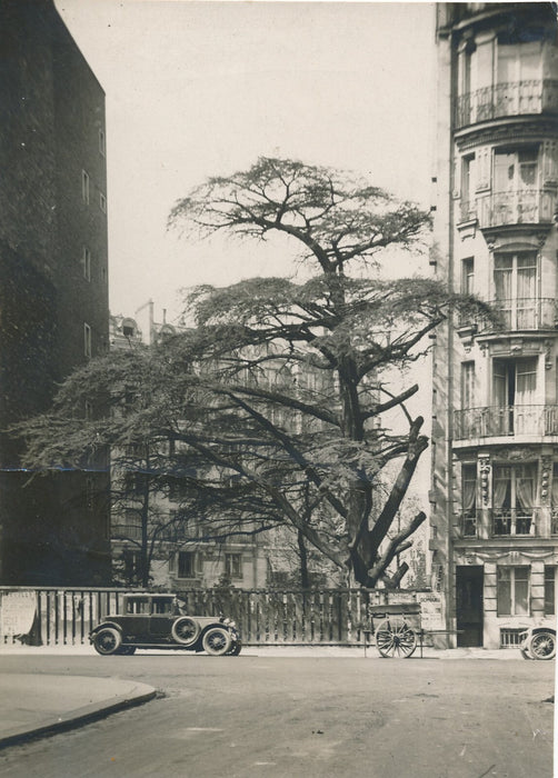 cèdre Liban Neuilly sur Seine photo photographie v. 1930 arbre