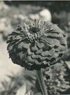 années 1950 pétale nature photo