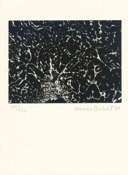 Denis BRIHAT photo photographie signée numérotée truffe envoi autographe