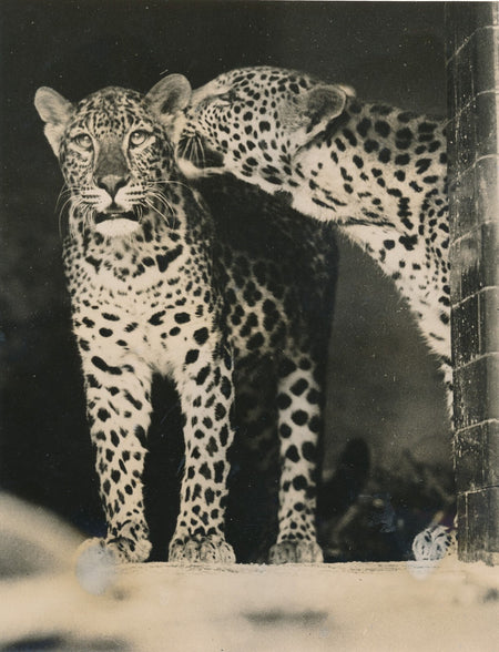 v. 1930 zoo anglais photo photographie animéaux