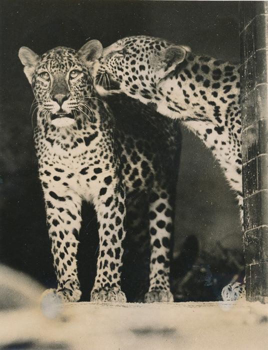 v. 1930 zoo anglais photo photographie animéaux